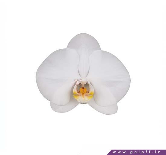 گل تولد ارکیده فالانوپسیس کاس ماندو - Phalaenopsis Orchid | گل آف